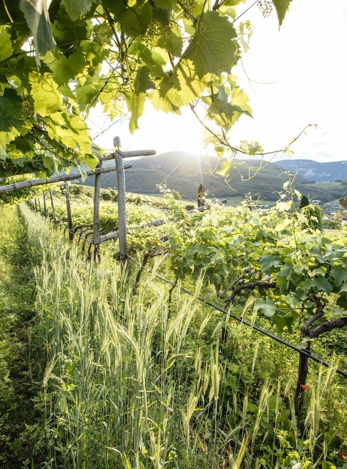 Alpine wine Oltradige Alto Adige