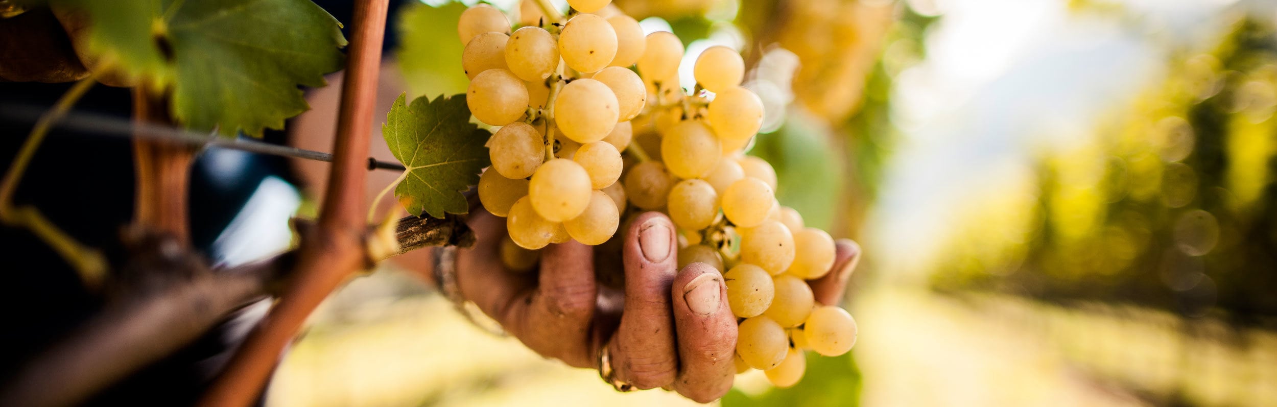 Wine grapes Alto Adige