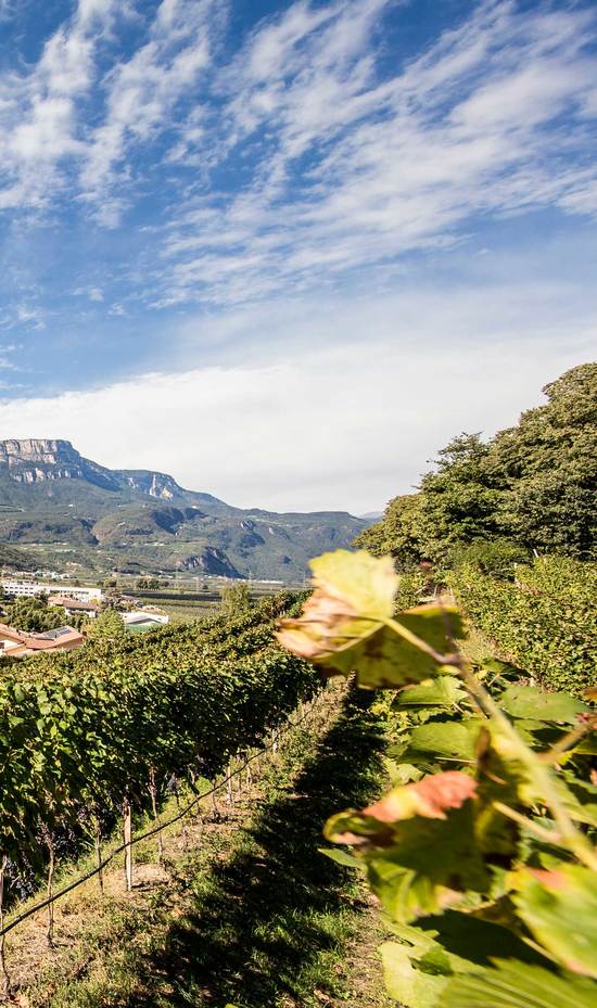 Wine and Hiking in Alto Adige
