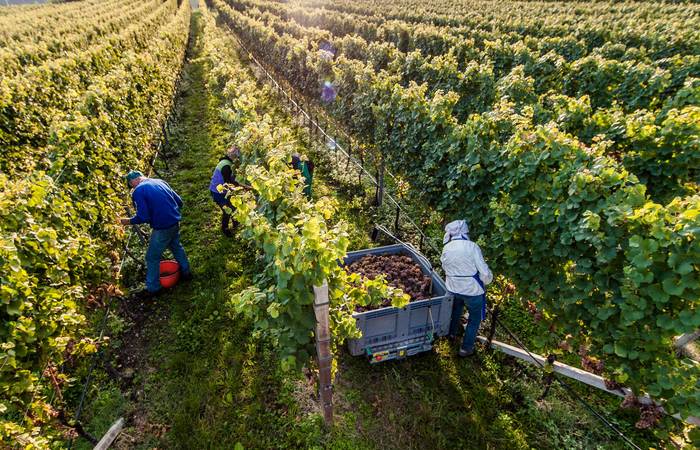 Winegrower Alto Adige
