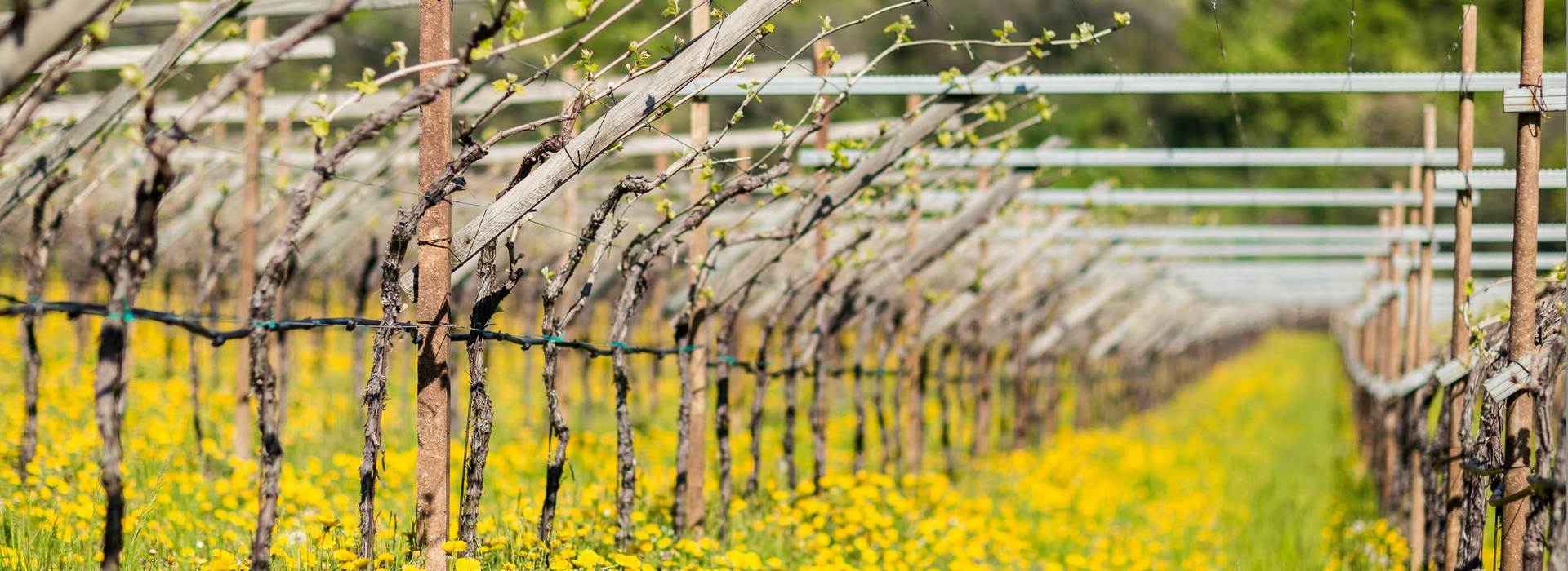 Vintage 2011 wine Alto Adige