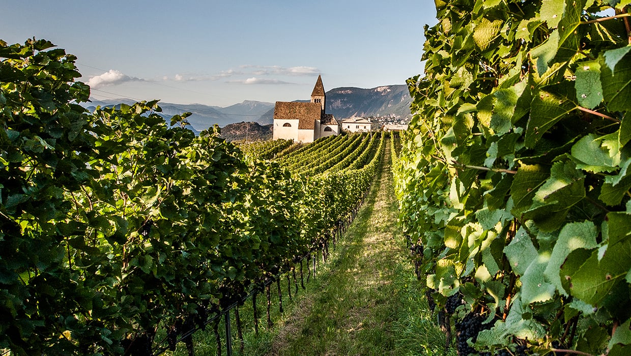 Vintage 2011 wine Alto Adige