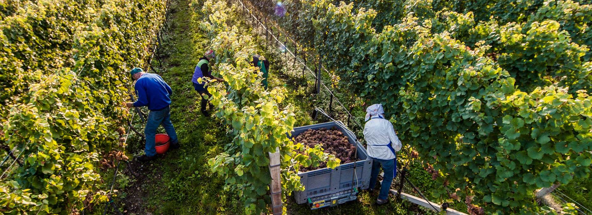 Vintage 2012 wine Alto Adige