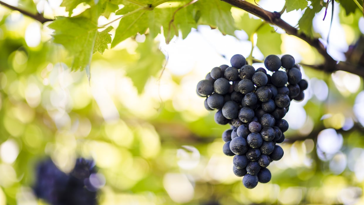 Vintage 2013 grapes Alto Adige