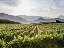 Vintage 2014 wine grape Alto Adige