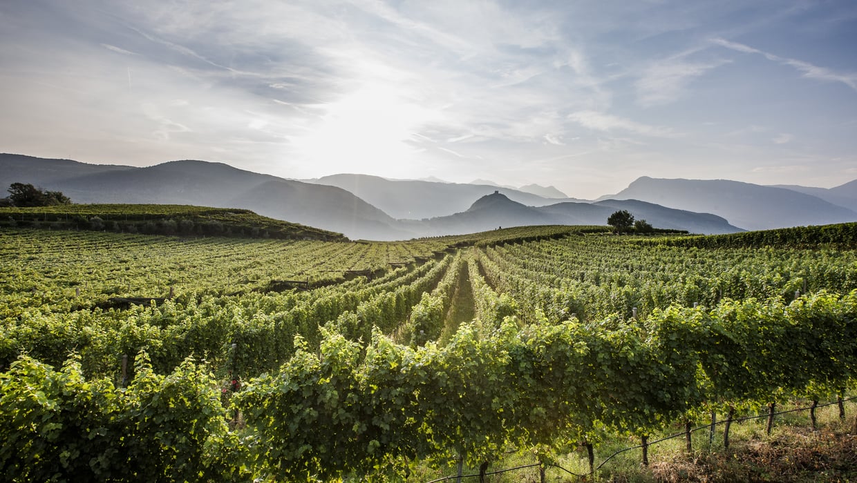 Vintage 2014 wine grape Alto Adige