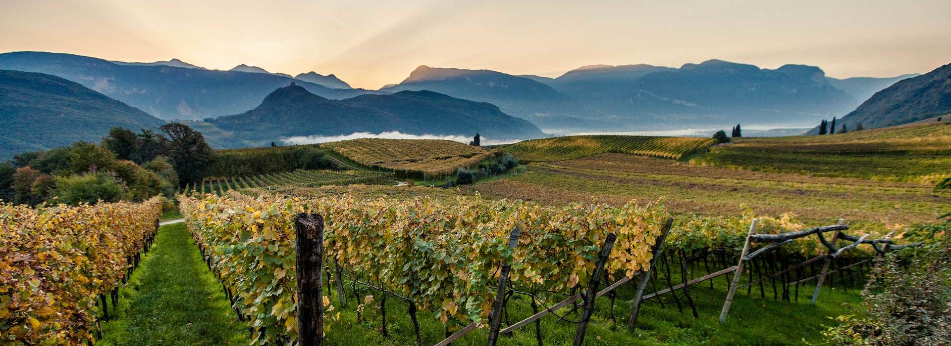 Vintage 2015 scenery Alto Adige
