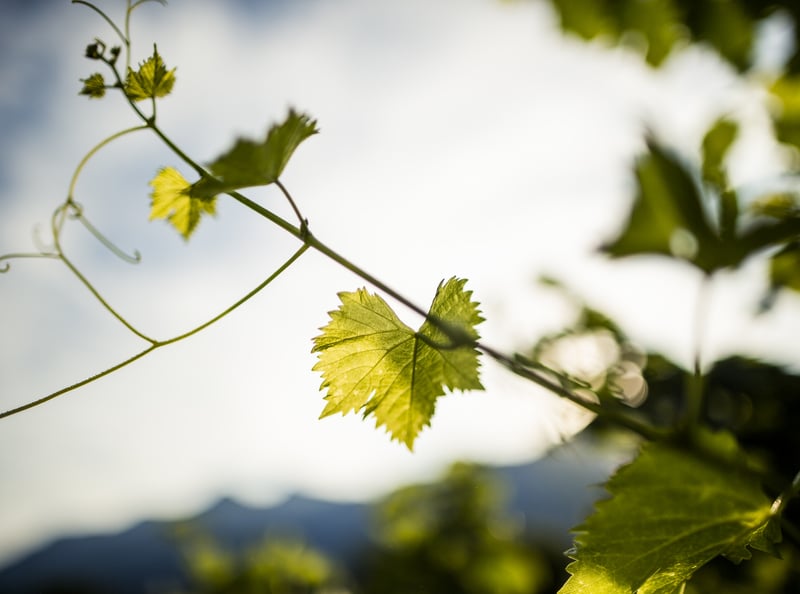 コンテンツ テロワール