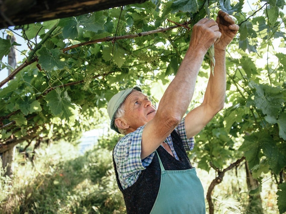 Winegrowers Alto Adige