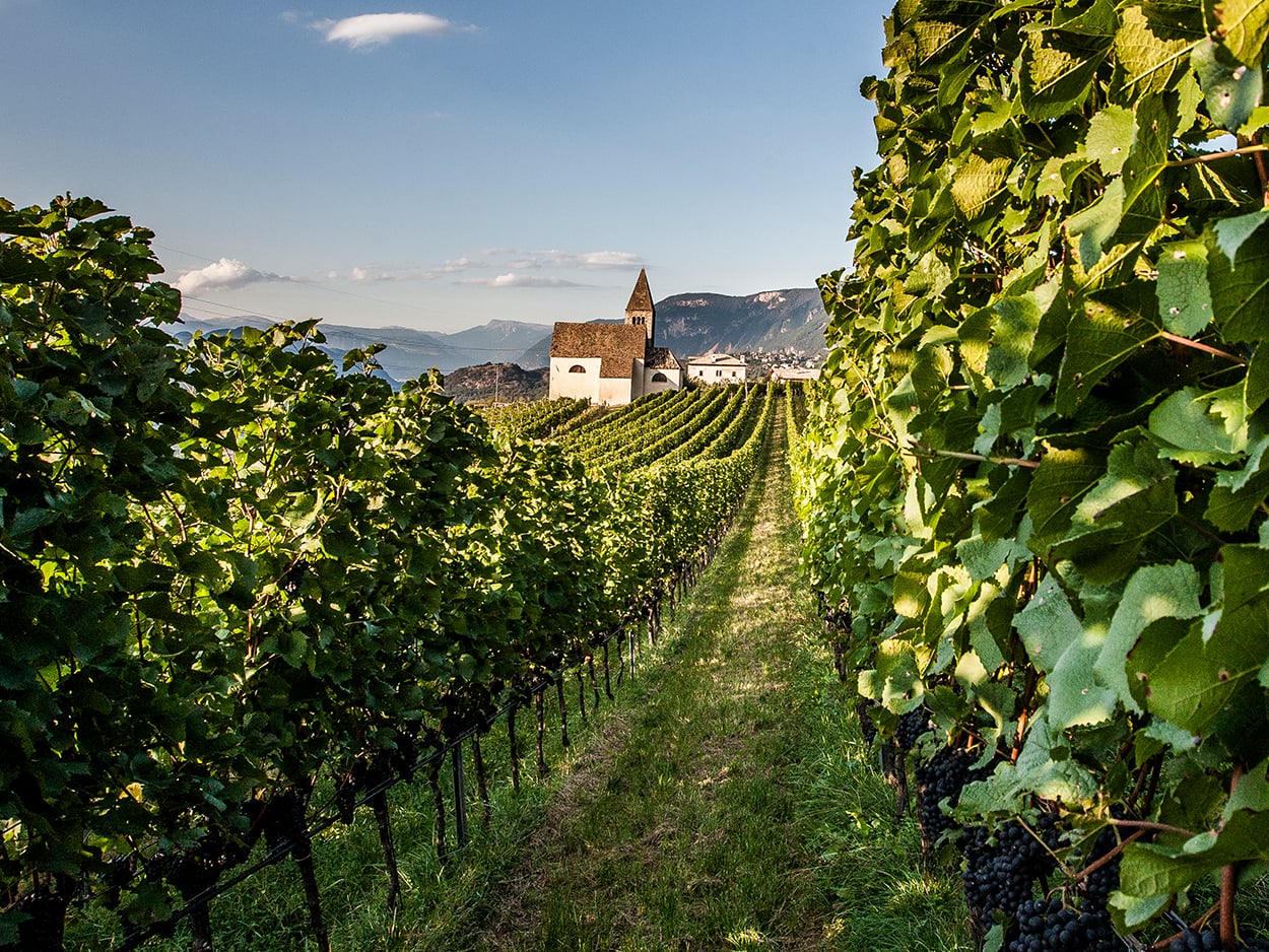 DOC Cultivation Zone Alto Adige