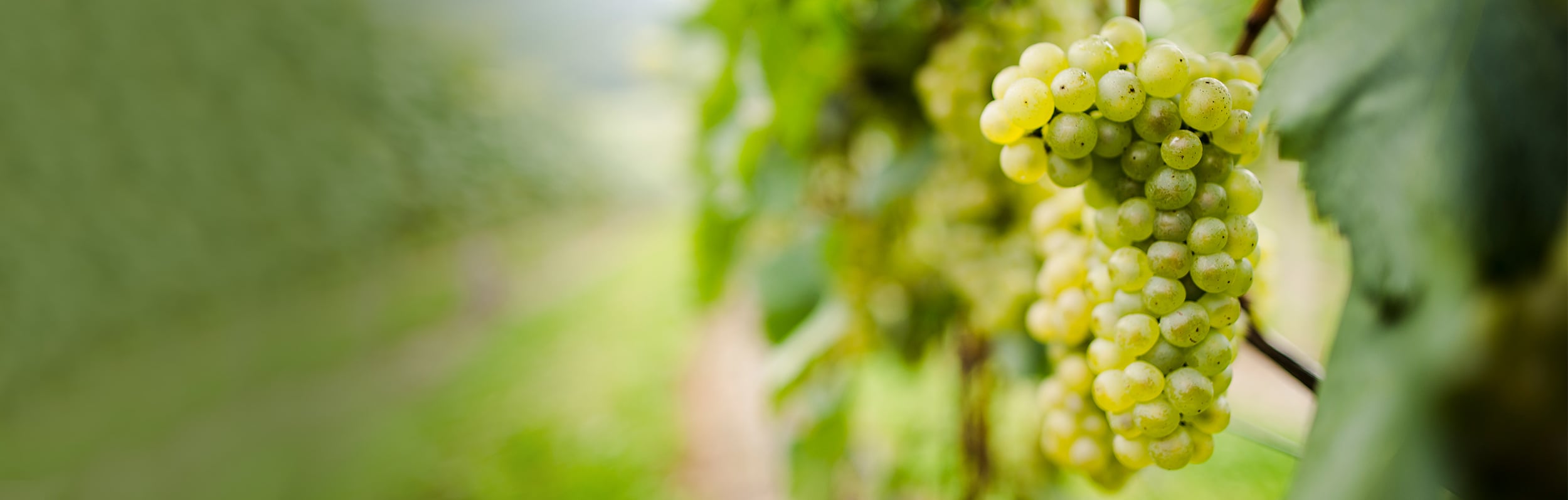 Мартин Форадори (Martin Foradori)