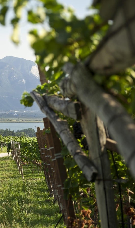 Wine Cycling in Alto Adige