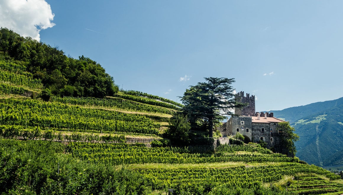 Vineyards in Vinschgau, the smallest wine-growing area in South Tyrol