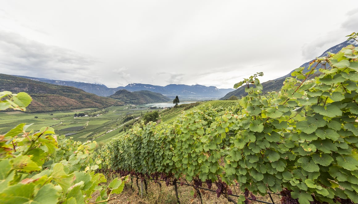 Vineyards around Lake Kaltern, South Tyrol.