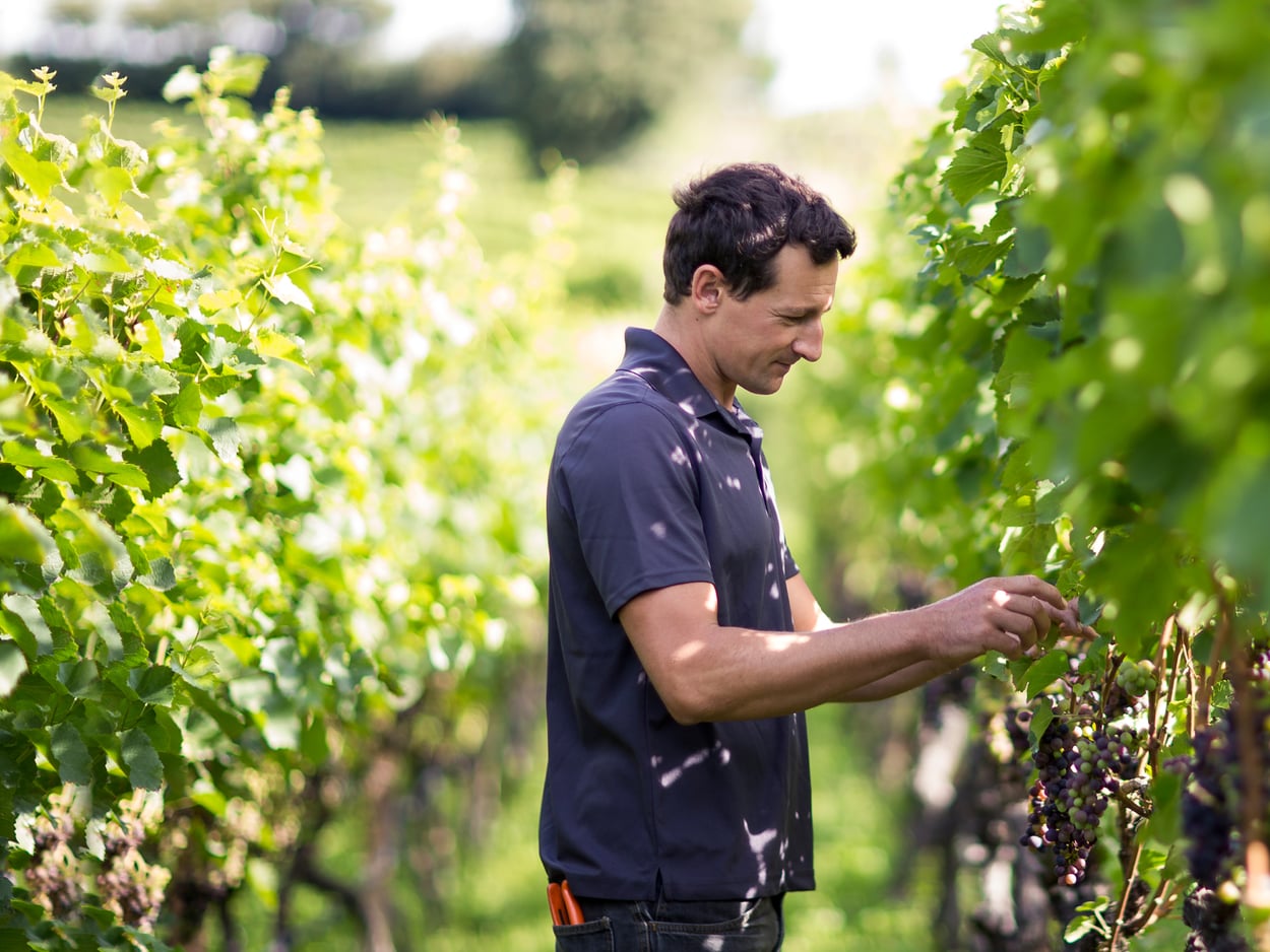 A winemaker standing among grapevines in a sunny vineyard.