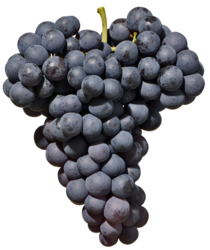 Schiava (Vernatsch) Alto Adige