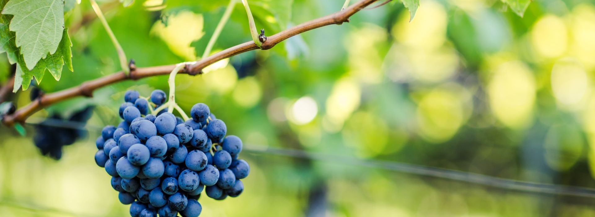 スキアーヴァ（Schiava）