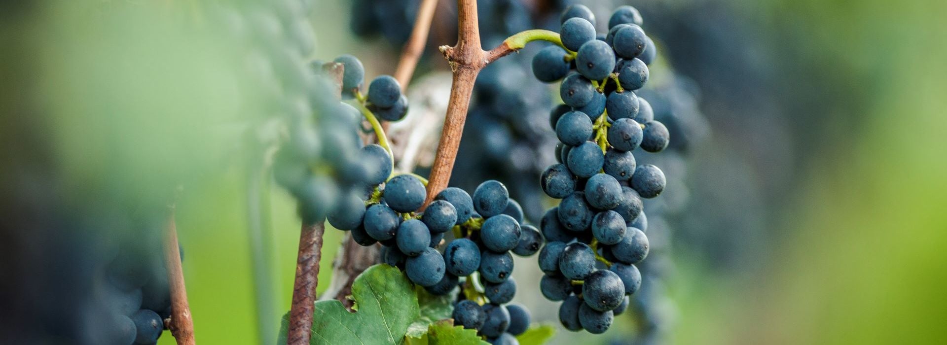 Пино нуар / Pinot Noir