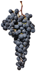 Мерло / Merlot