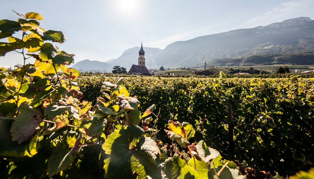 メルロー（Merlot）