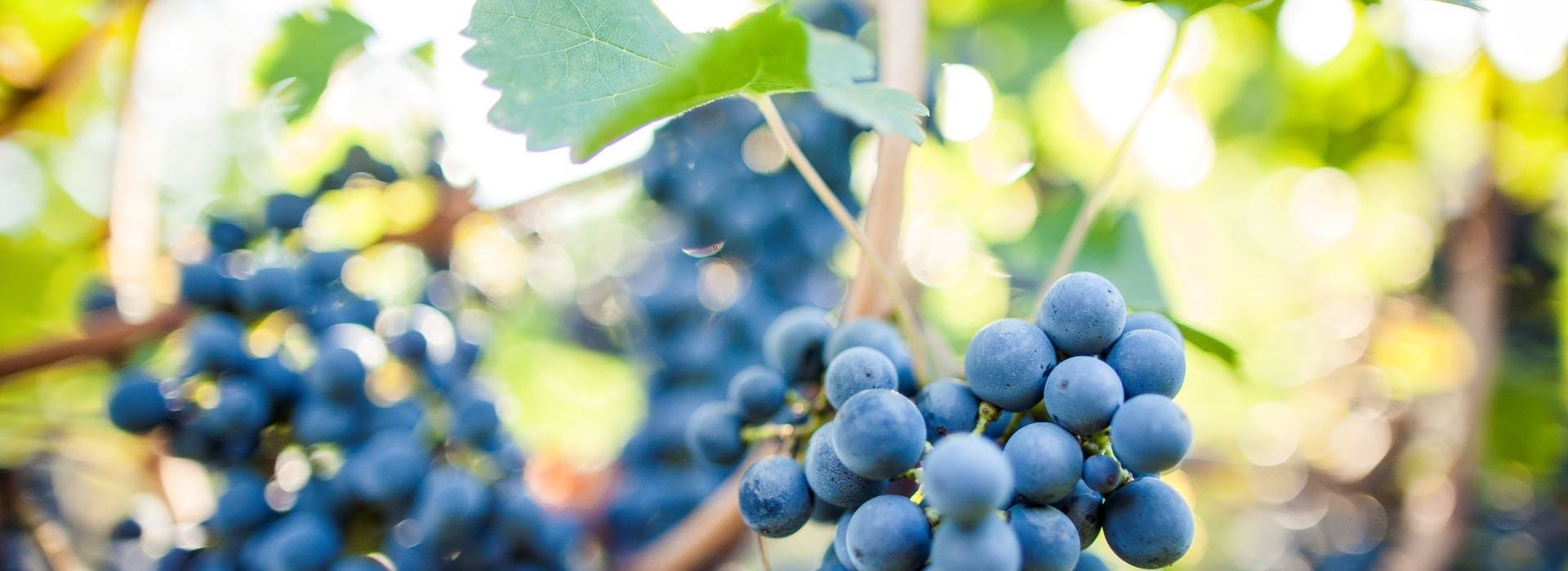 カベルネ（Cabernet）