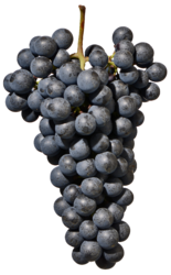 ラグレイン（Lagrein）