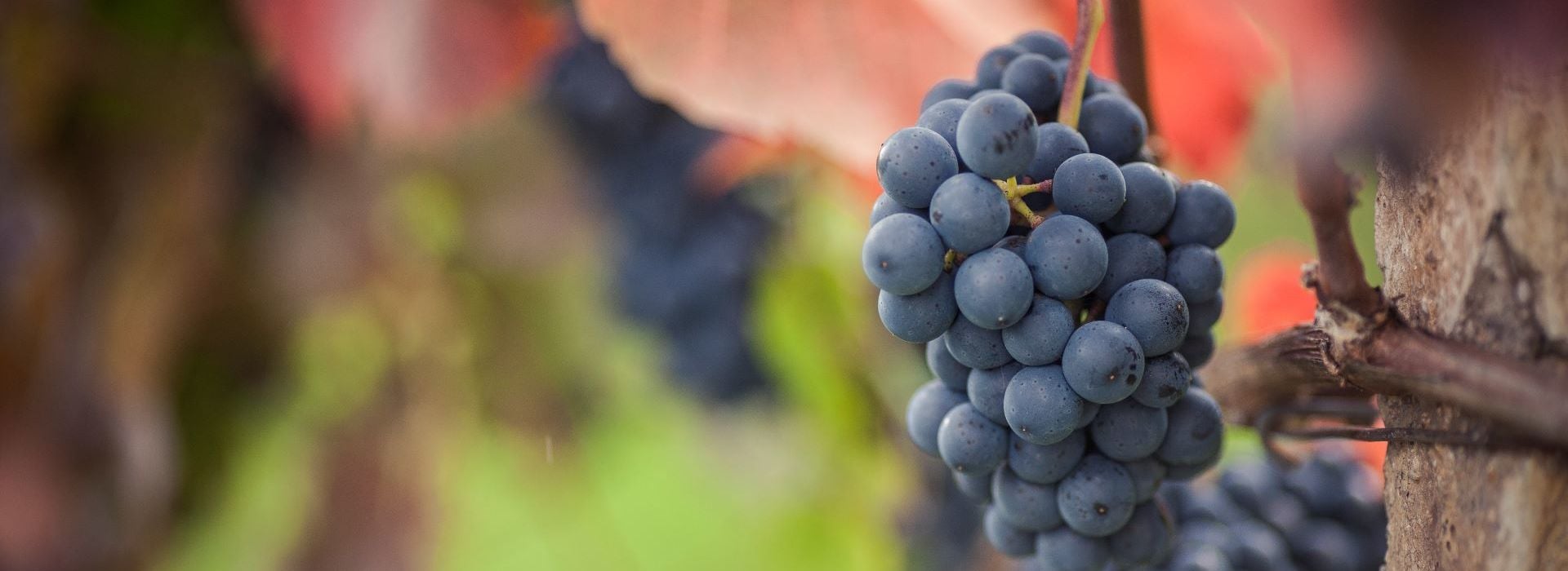 ラグレイン（Lagrein）