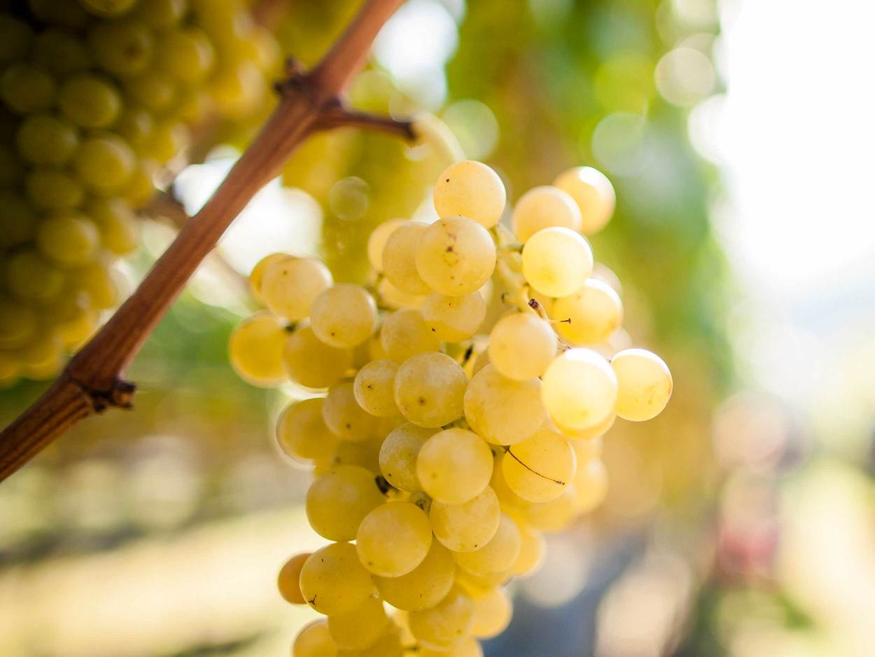 Белые захватили топ