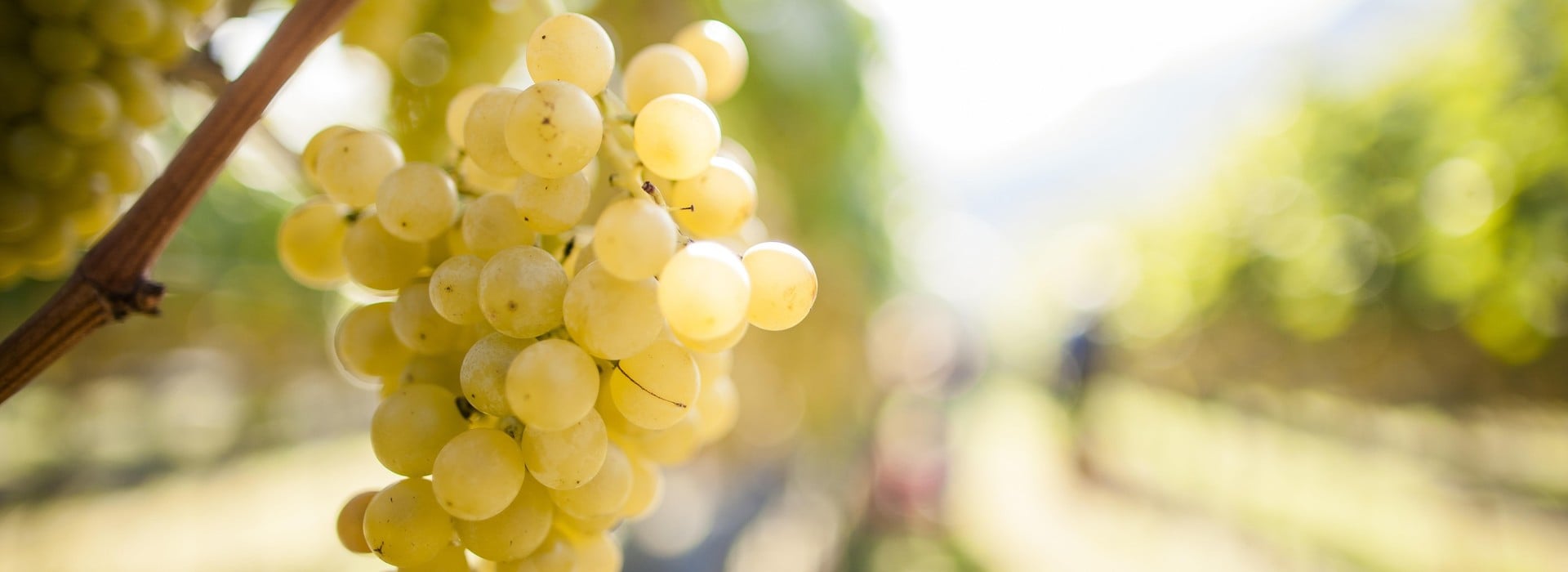 White wine variety Alto Adige