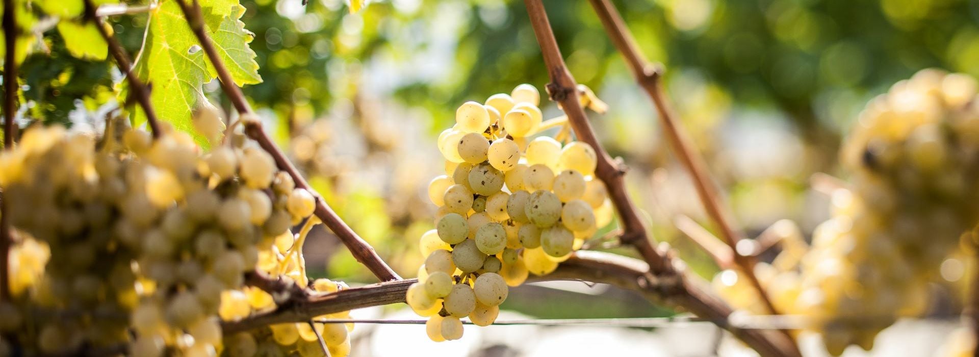 Пино блан / Pinot Blanc