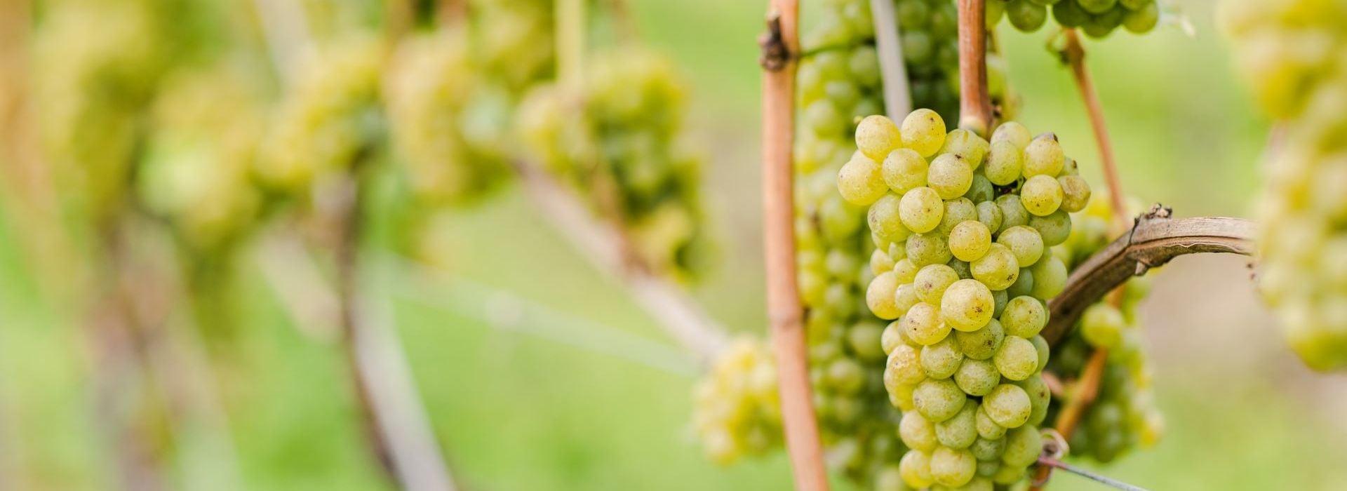 Совиньон блан / Sauvignon Blanc