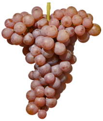 Гевюрцтраминер / Gewürztraminer