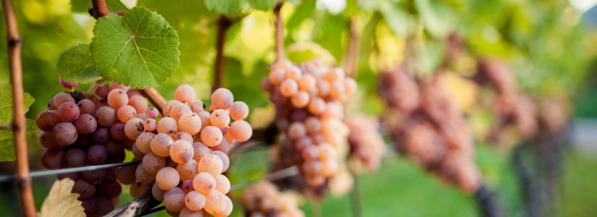 ゲヴュルツトラミネール（Gewürztraminer）