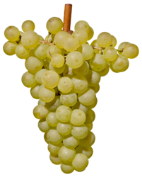 Chardonnay Alto Adige