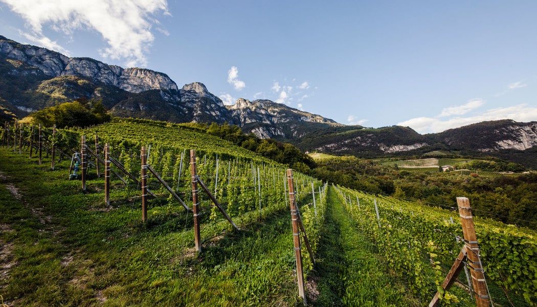 シャルドネ（Chardonnay）