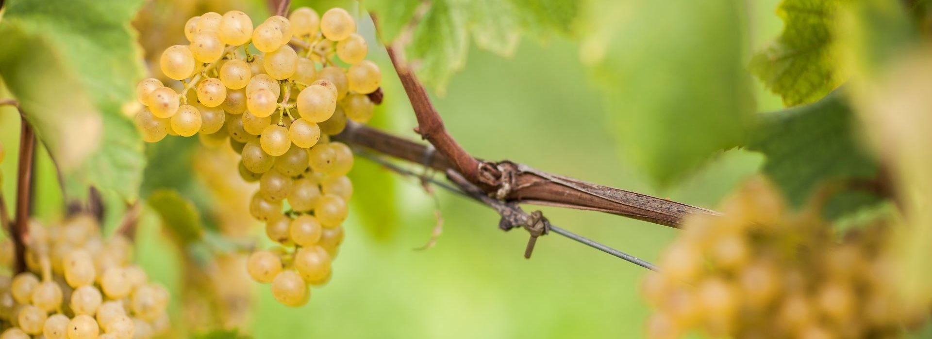 シャルドネ（Chardonnay）