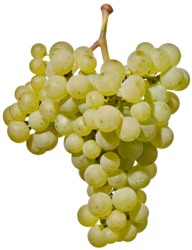 Рислинг / Riesling