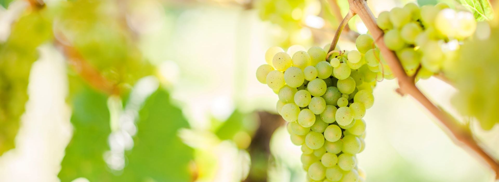 リースリング（Riesling）