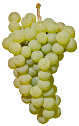 シルヴァーナー（Sylvaner）