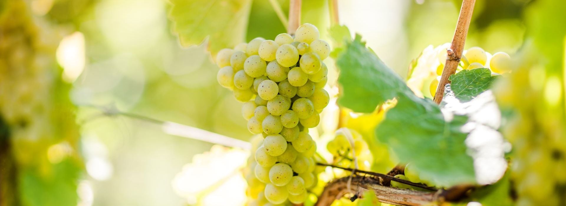 Сильванер / Sylvaner