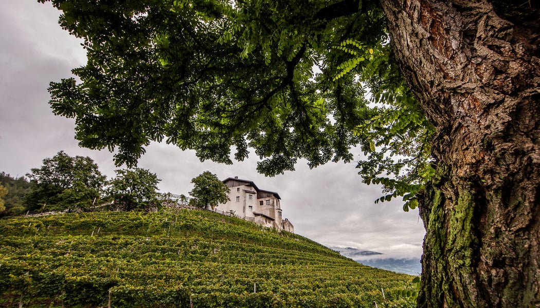 Terroir of Grüner Veltliner