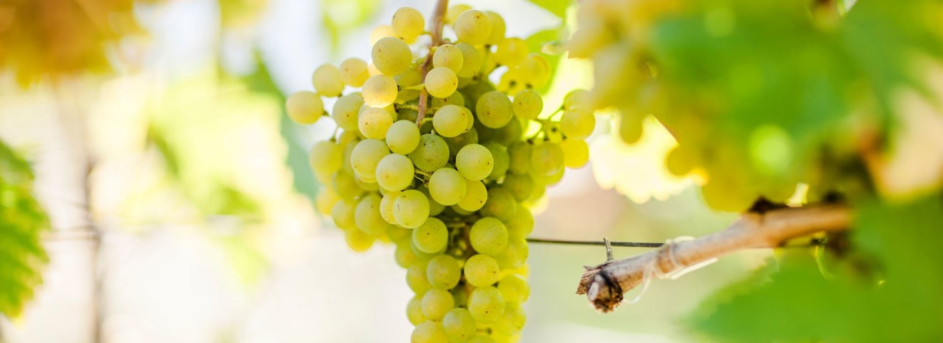 Вельтлинер / Veltliner