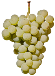 ケルナー（Kerner）