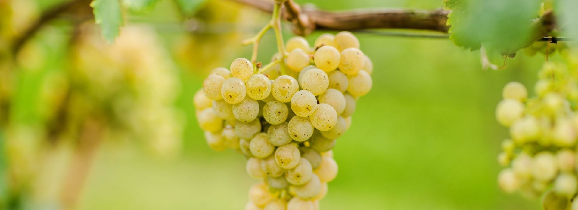 ケルナー（Kerner）