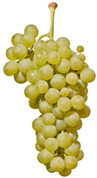 Мюллер тургау / Müller Thurgau