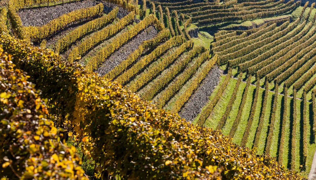 Мюллер тургау / Müller Thurgau