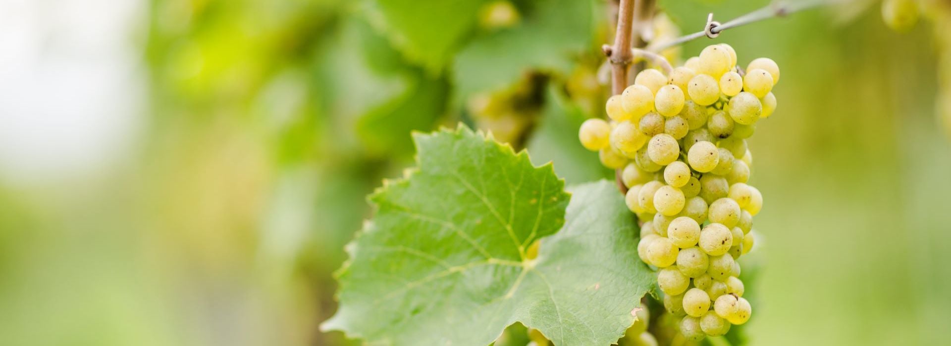 ミュラー・トゥルガウ（Müller Thurgau）