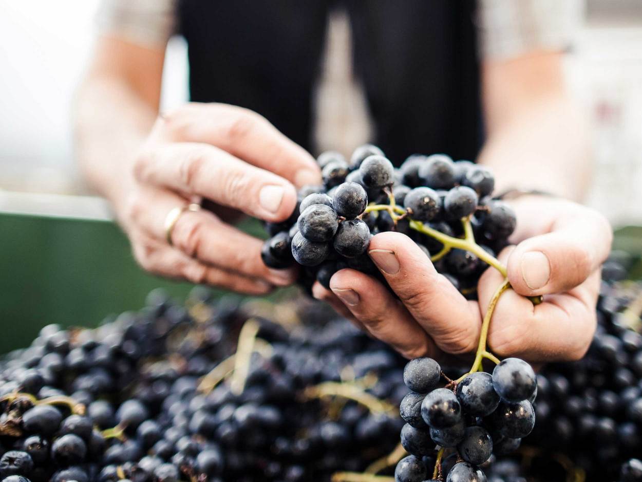 A winemaker holds fresh red grapes from South Tyrol in his hand.