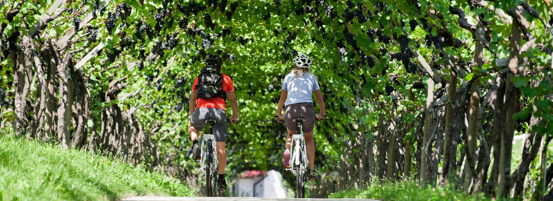 Wineyards and bike Alto Adige