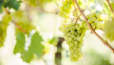 IDM/ Alto Adige Wine